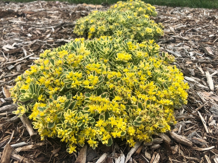 Rock 'N Grow® 'Boogie Woogie' - Sedum hybrid Rock 'N Grow® 'Boogie Woogie' - Sedum hybrid