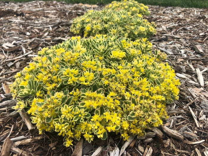 Rock 'N Grow® 'Boogie Woogie' - Sedum hybrid