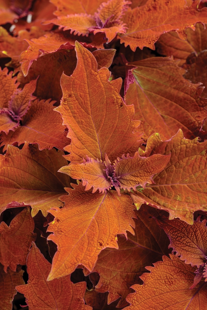 ColorBlaze® Wicked Hot™ - Solenostemon scutellarioides ColorBlaze® Wicked Hot™ - Solenostemon scutellarioides