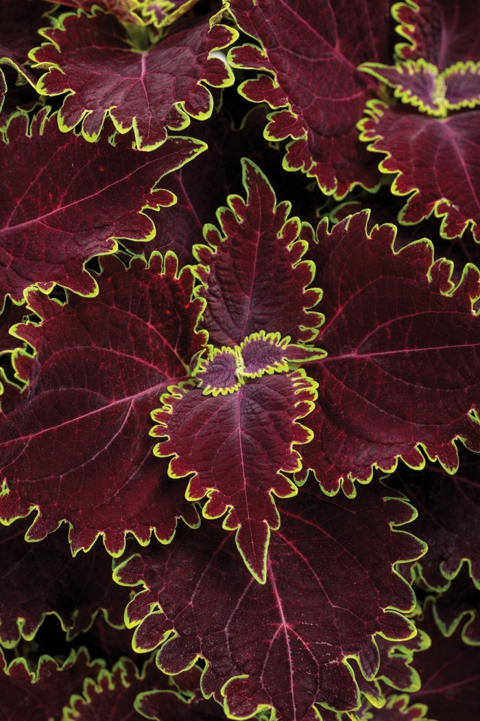 ColorBlaze® Wicked Witch™ - Solenostemon scutellarioides ColorBlaze® Wicked Witch™ - Solenostemon scutellarioides