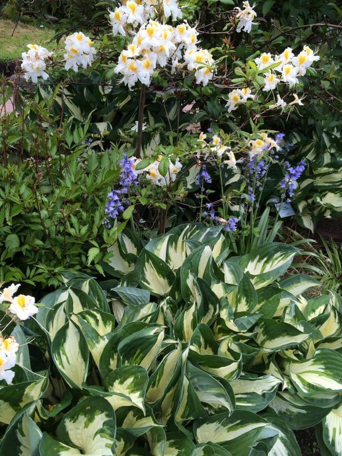 Plantain Lily - Hosta fortunei 'Fire & Ice' Plantain Lily - Hosta fortunei 'Fire & Ice'