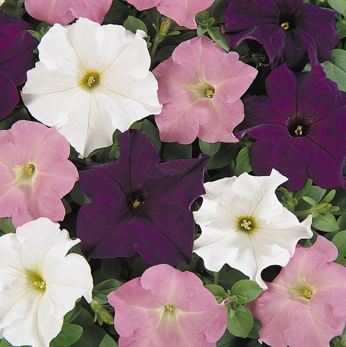 Petunia - Petunia 'Dreams™ Waterfall Mix'