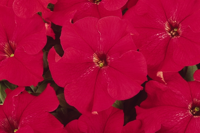 Petunia - Petunia hybrida Dreams™ Red 