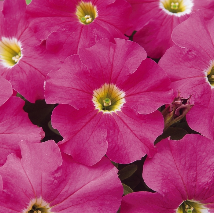 Petunia - Petunia hybrida Dreams™ Pink