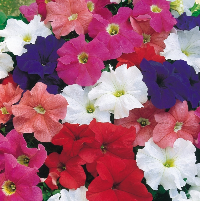 Petunia - Petunia x hybrida Dreams™ Mix Petunia - Petunia x hybrida Dreams™ Mix