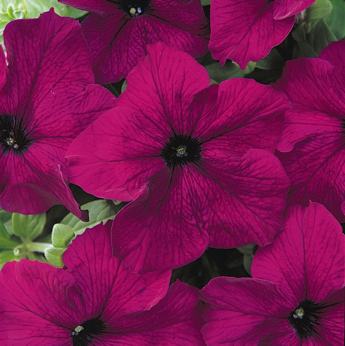 Petunia - Petunia hybrida 'Dreams™ Burgundy'