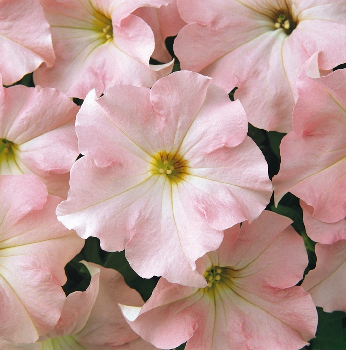 Petunia - Petunia hybrida Dreams™ Appleblossom Petunia - Petunia hybrida Dreams™ Appleblossom