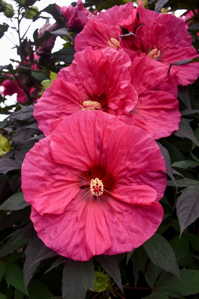 Summerific® 'Evening Rose' - Hibiscus hybrid Summerific® 'Evening Rose' - Hibiscus hybrid