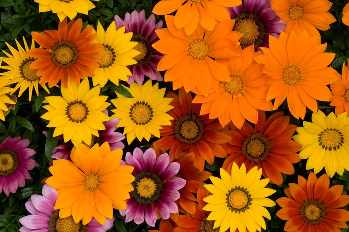 Gazania - Gazania rigens New Day® Bright Mix Gazania - Gazania rigens New Day® Bright Mix