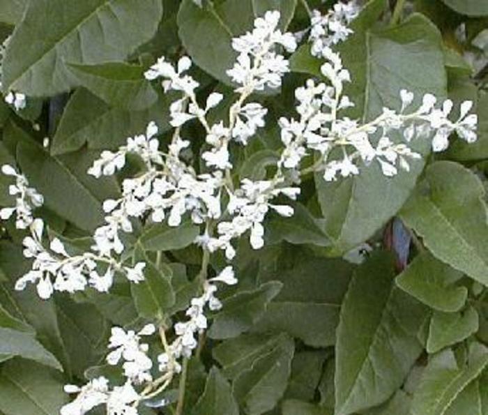 Silver Fleecevine - Polygonum aubertii Silver Fleecevine - Polygonum aubertii