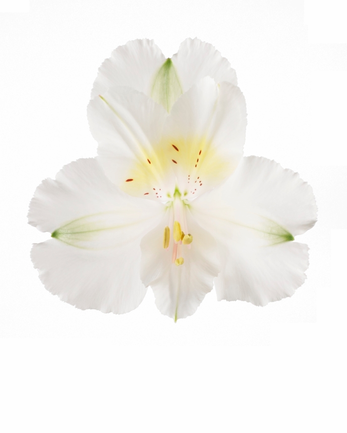Alstroemeria (Peruvian Lily) - Alstroemeria x hybrida Colorita® Claire Alstroemeria (Peruvian Lily) - Alstroemeria x hybrida Colorita® Claire
