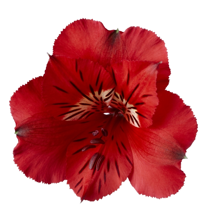 Alstroemeria (Peruvian Lily) - Alstroemeria 'Colorita® Kate®' 