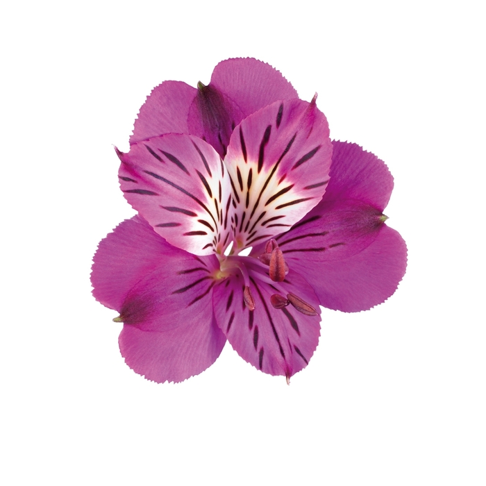 Colorita® Louise® - Alstroemeria 'Louise' (Peruvian Lily)