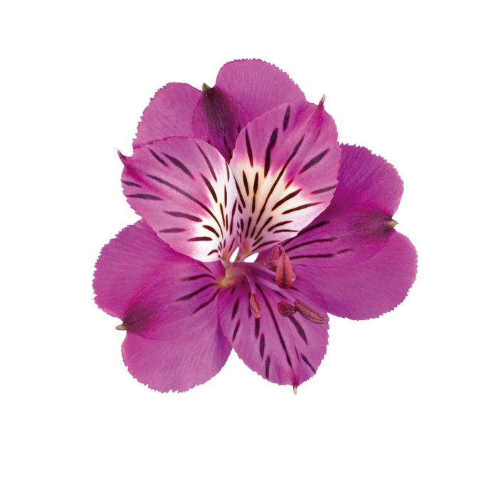 Colorita® Louise® - Alstroemeria 'Louise' (Peruvian Lily) Colorita® Louise® - Alstroemeria 'Louise' (Peruvian Lily)