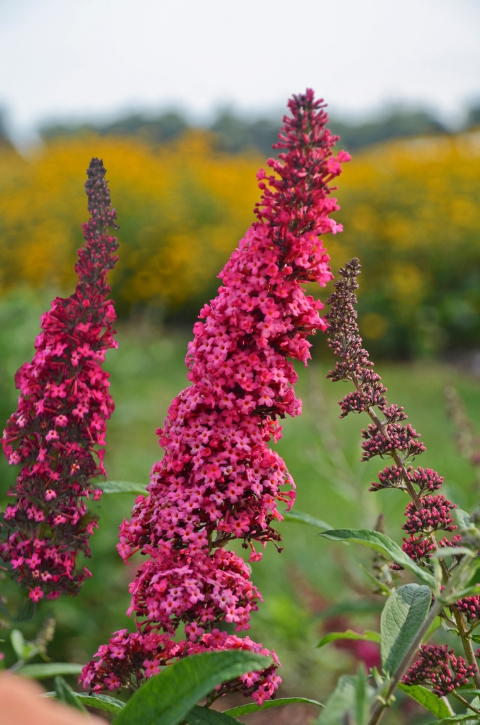 Butterfly Bush - Buddleia davidii 'Monarch® Prince Charming'