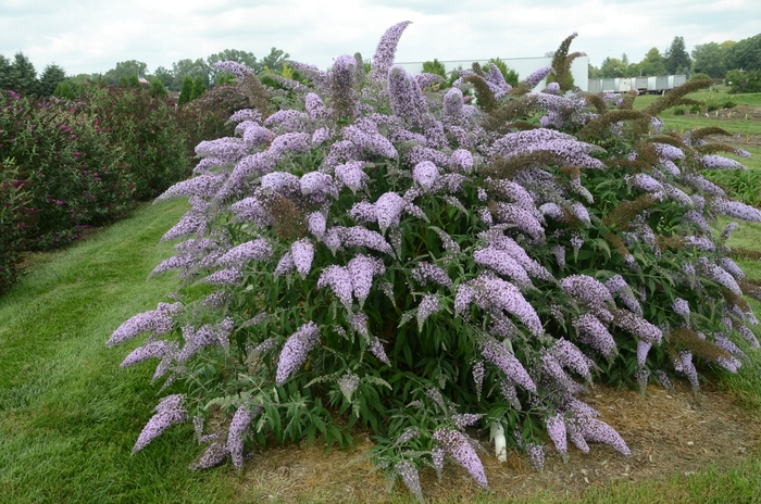 Butterfly Bush - Buddleia x 'Grand Cascade' Butterfly Bush - Buddleia x 'Grand Cascade'