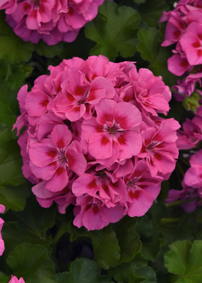 Geranium, Zonal - Pelargonium x hortorum Dynamo™ Pink Flare