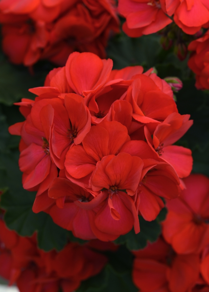 Geranium, Zonal - Pelargonium x hortorum Fantasia® Fuchsia Berry Geranium, Zonal - Pelargonium x hortorum Fantasia® Fuchsia Berry