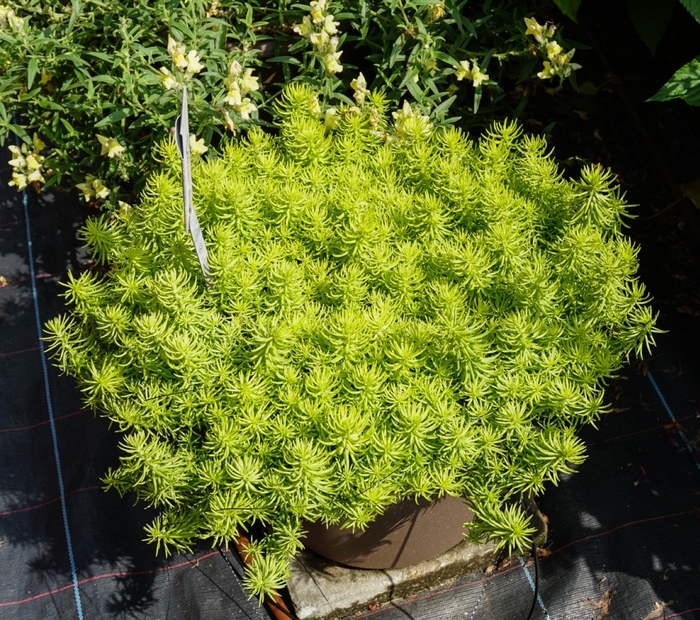 Stonecrop - Sedum rupestre 'Prima Angelina'