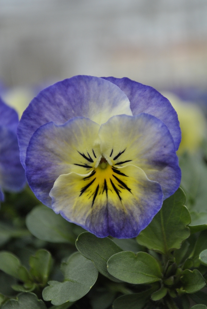 Sorbet® XP 'Neptune' - Viola cornuta Sorbet® XP 'Neptune' - Viola cornuta