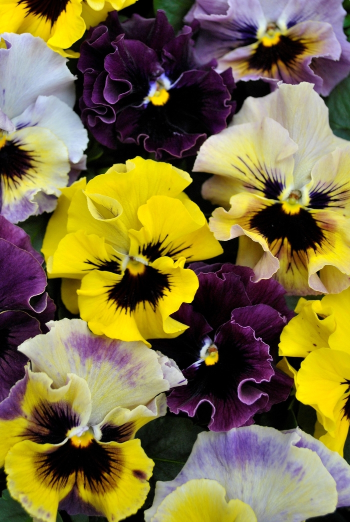 Viola - Viola cornuta Frizzle Sizzle 'Mini Mix'