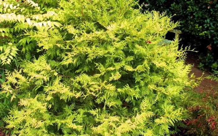 Falsecypress - Chamaecyparis pisifera 'Vintage Gold' Falsecypress - Chamaecyparis pisifera 'Vintage Gold'