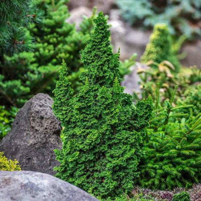 Primo® Arborvitae - Thuja occidentalis 'IslPrim' Primo® Arborvitae - Thuja occidentalis 'IslPrim'