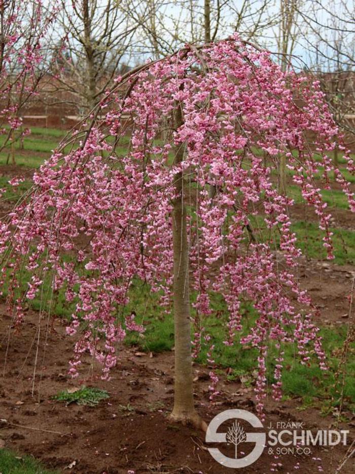 Pink Cascade® Cherry - Prunus 'NCPH1'