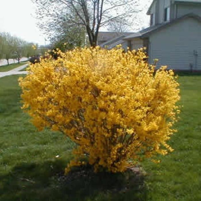Sunrise Forsythia - Forsythia × intermedia 'Sunrise' Sunrise Forsythia - Forsythia × intermedia 'Sunrise'