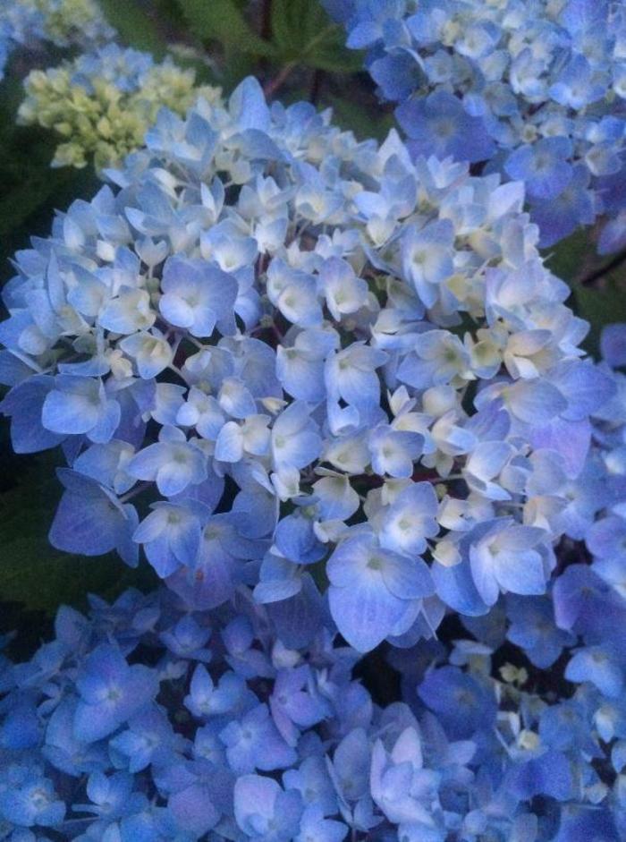 Blue Enchantress® Hydrangea - Hydrangea macrophylla 'Monmar' Blue Enchantress® Hydrangea - Hydrangea macrophylla 'Monmar'