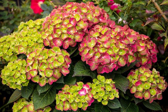 Hydrangea Tilt-A-Swirl™ - Hydrangea 'Qufu'