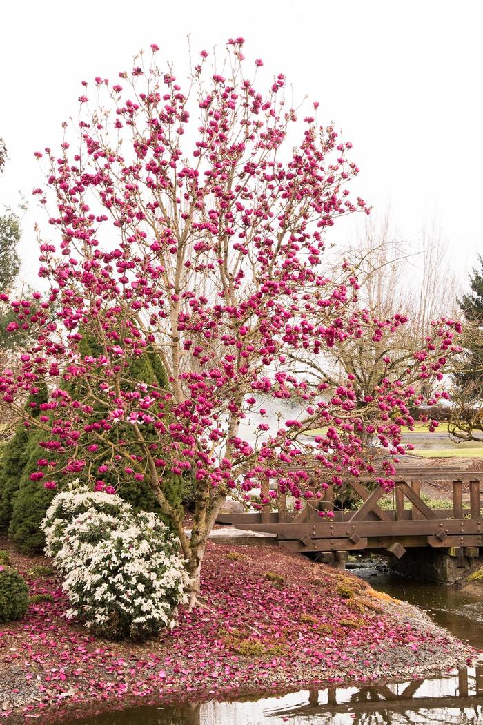 Black Tulip™ Magnolia - Magnolia x soulangiana 'Jurmag1' Black Tulip™ Magnolia - Magnolia x soulangiana 'Jurmag1'