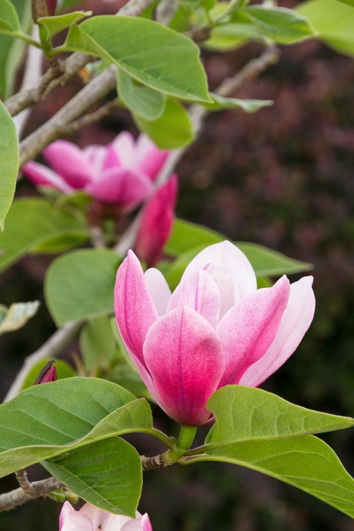 Magnolia 'Rose Marie ' | Rose Marie Magnolia | Ebert's Greenhouse