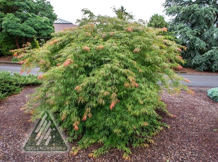 Ice Dragon™ Maple - Acer x pseudosieboldianum 'Ice Dragon™'