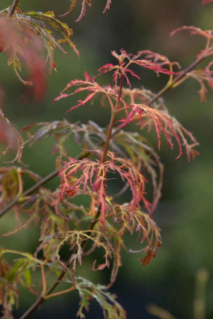 Jeddeloh Orange Japanese Maple - Acer palmatum var. dissectum 'Jeddeloh Orange' Jeddeloh Orange Japanese Maple - Acer palmatum var. dissectum 'Jeddeloh Orange'