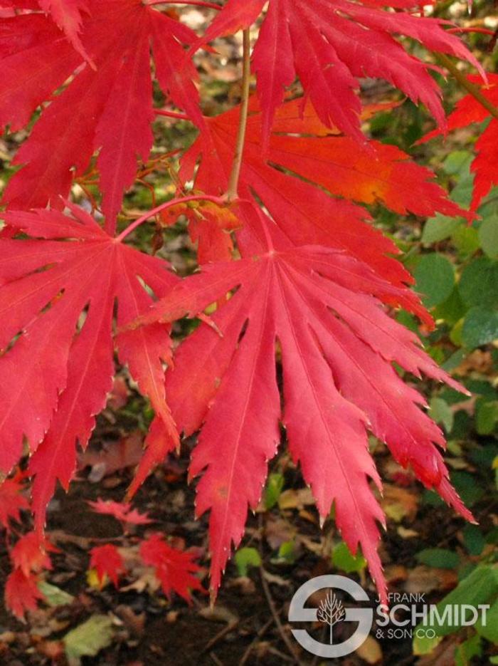 Northern Glow® Maple - Acer pseudosieboldianum x palmatum 'Hasselkus' Northern Glow® Maple - Acer pseudosieboldianum x palmatum 'Hasselkus'