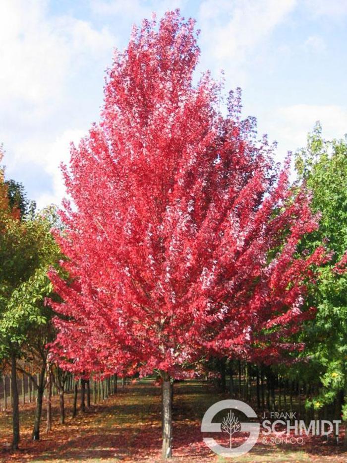 Redpointe® Maple - Acer rubrum 'Frank Jr.'