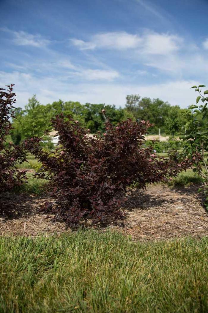 Fireside® Ninebark - Physocarpus opulifolius 'UMNHarpell'