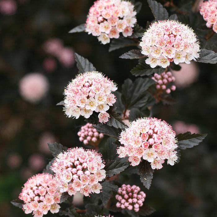 Petite Plum® Ninebark - Physocarpus opulifolius 'POIPD2'