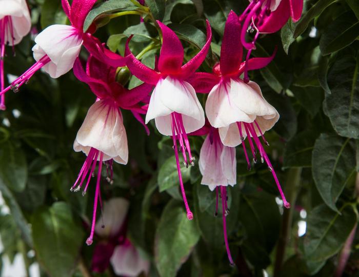 Fuchsia - Fuchsia magellanica Windchimes® Upright Neon White