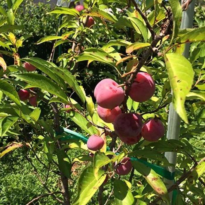 Toka Plum - Prunus 'Toka'