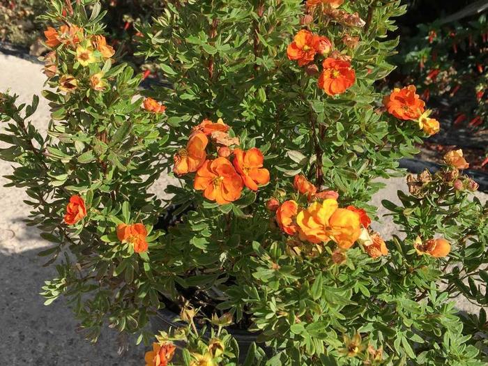 Marmalade® Potentilla - Potentilla fruticosa 'Jefmarm' Marmalade® Potentilla - Potentilla fruticosa 'Jefmarm'