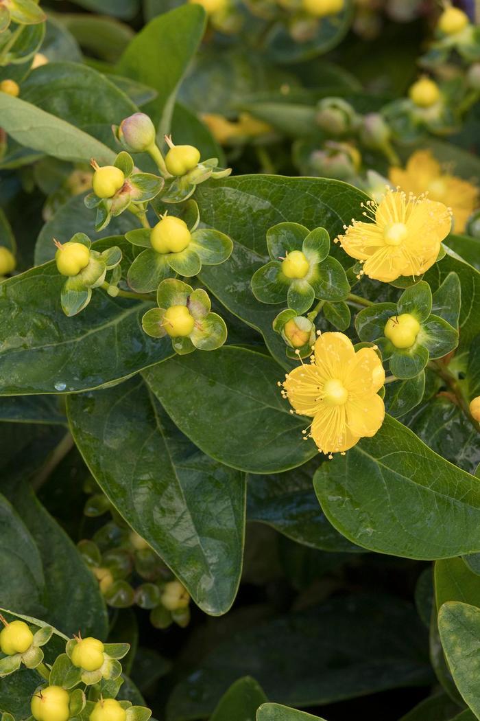 FloralBerry® Chardonnay St. John's Wort - Hypericum x inodorum 'KOLCHAR' FloralBerry® Chardonnay St. John's Wort - Hypericum x inodorum 'KOLCHAR'