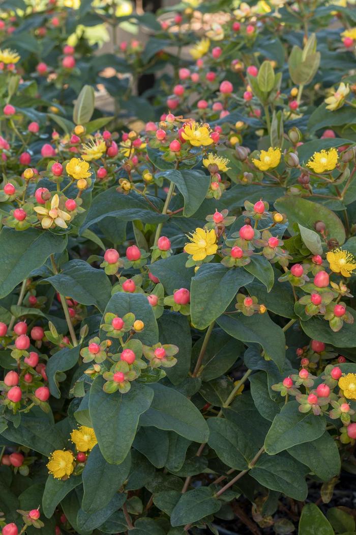 FloralBerry® Pinot St. John's Wort - Hypericum x inodorum 'KOLPINOT'