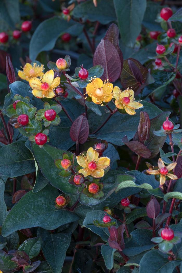 FloralBerry® Sangria St. John's Wort - Hypericum x inodorum 'KOLSAN' FloralBerry® Sangria St. John's Wort - Hypericum x inodorum 'KOLSAN'