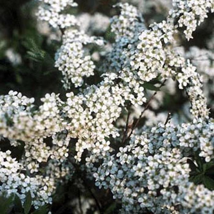 Grefsheim Spirea - Spiraea x cinerea 'Grefsheim' Grefsheim Spirea - Spiraea x cinerea 'Grefsheim'