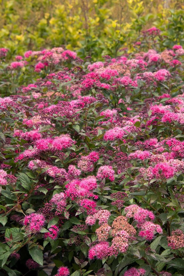 Plumtastic Spirea - Spiraea japonica 'Walplum'