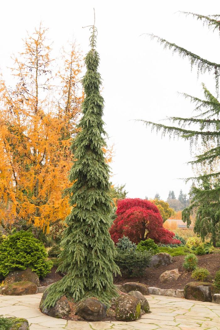Weeping White Spruce - Picea glauca 'Pendula' Weeping White Spruce - Picea glauca 'Pendula'