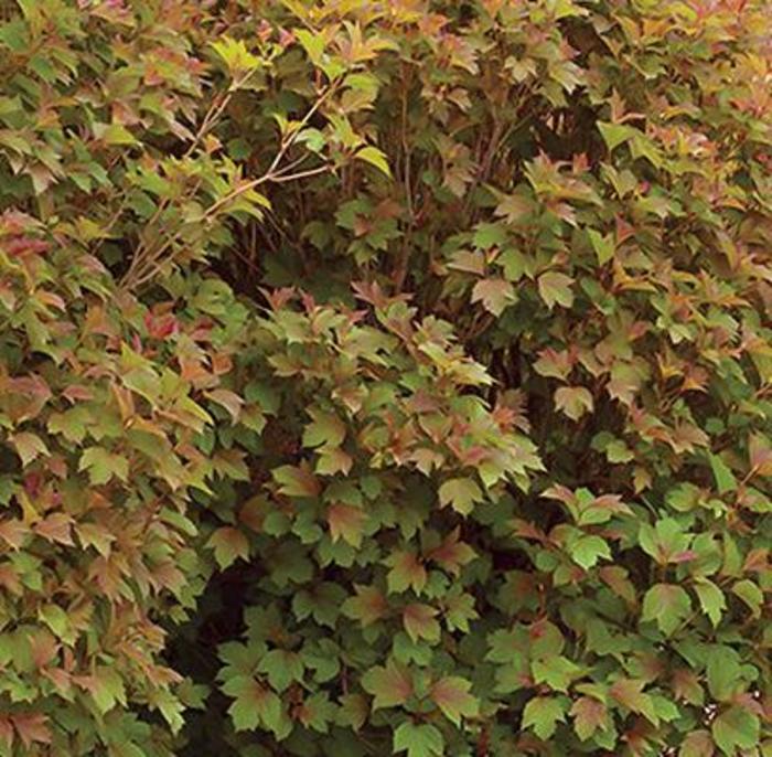 Bailey Compact American Cranberrybush - Viburnum trilobum 'Bailey Compact'
