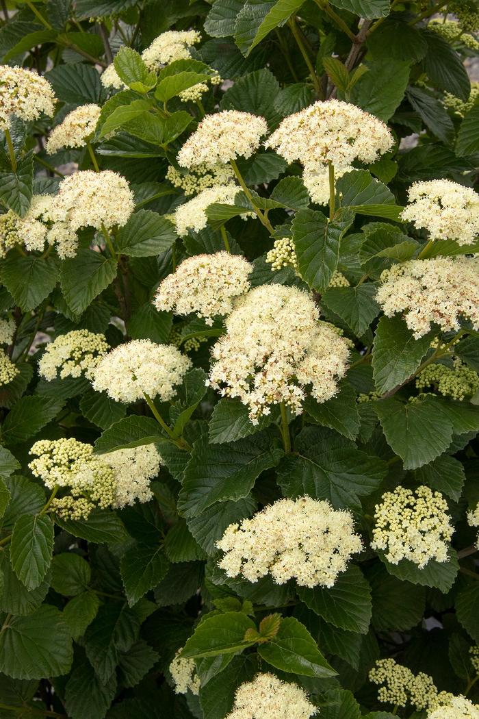 Sparkler® Arrowwood Viburnum - Viburnum dentatum 'SMVDE' Sparkler® Arrowwood Viburnum - Viburnum dentatum 'SMVDE'
